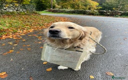 Golden Retriever dogs for stud: 5th Generation KC Registered TOO GOOD TO MISS STUD - Image 6