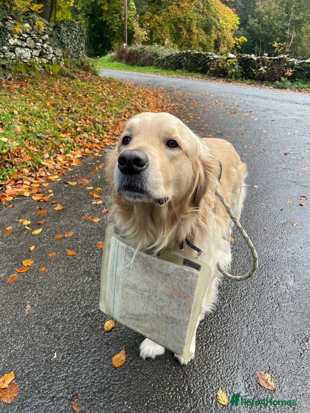 Golden Retriever dogs for stud: PROVEN KC Registered WOW  - Advert 10