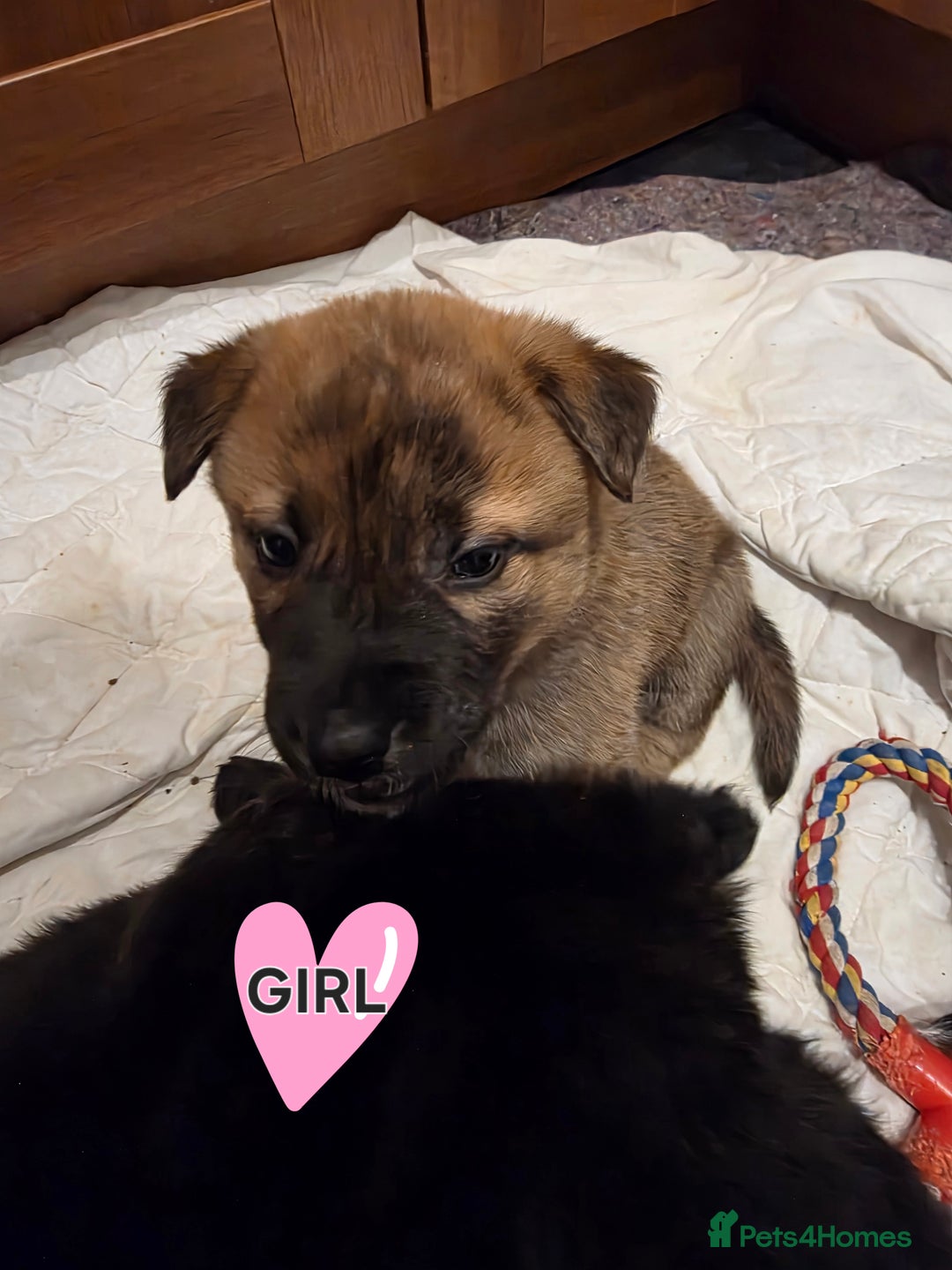 Mixed Breed dogs for sale: Gorgeous Labrakita (American Akita x Lab) Puppies - Advert 11