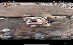English Bulldog dogs for sale: Rehomimg due to break up - Image 14