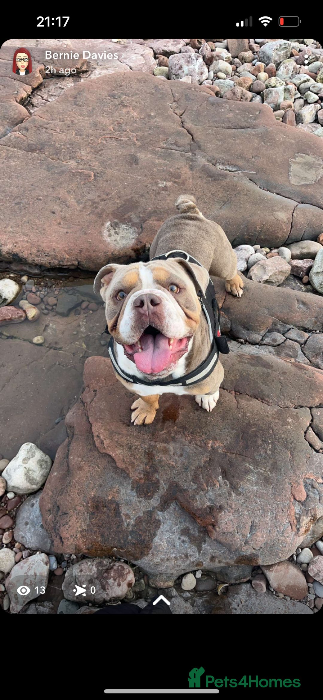 English Bulldog dogs for sale: Rehomimg due to break up - Image 14