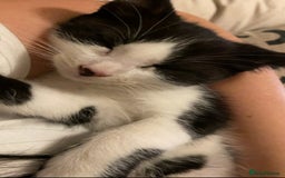 Mixed Breed cats for sale: Cat mixed  - Image 5