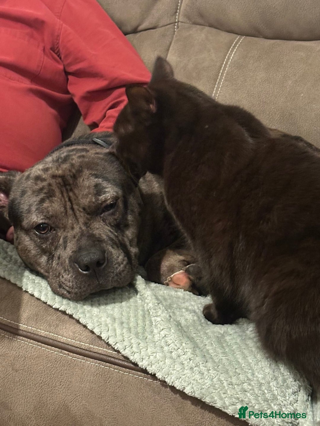 Mixed Breed dogs for sale: Storm - Advert 4