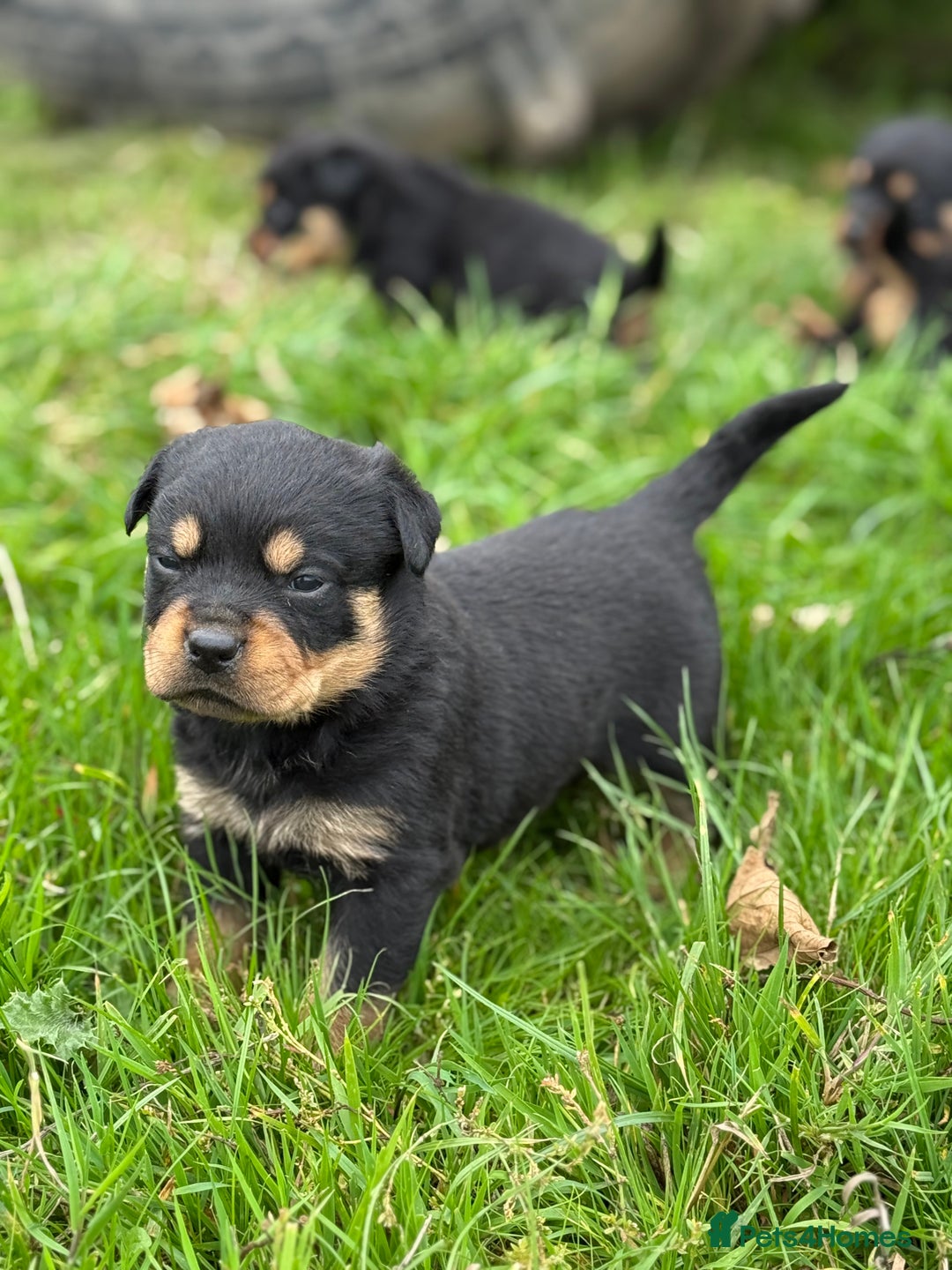 Rottweiler dogs for sale: KC Registered Rottweiler puppies  - Image 9