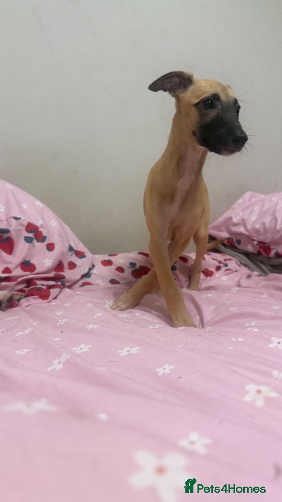 Whippet dogs Pure WHIPPET PUPPIES  - Advert 4