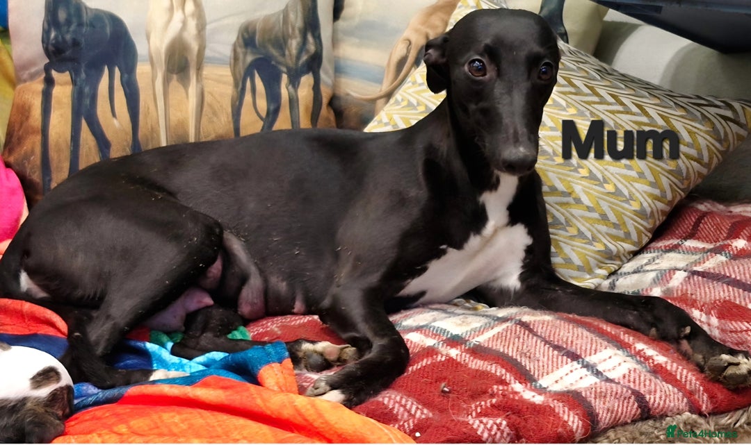 Whippet dogs for sale: Five Star KC Whippet Puppies - Image 16