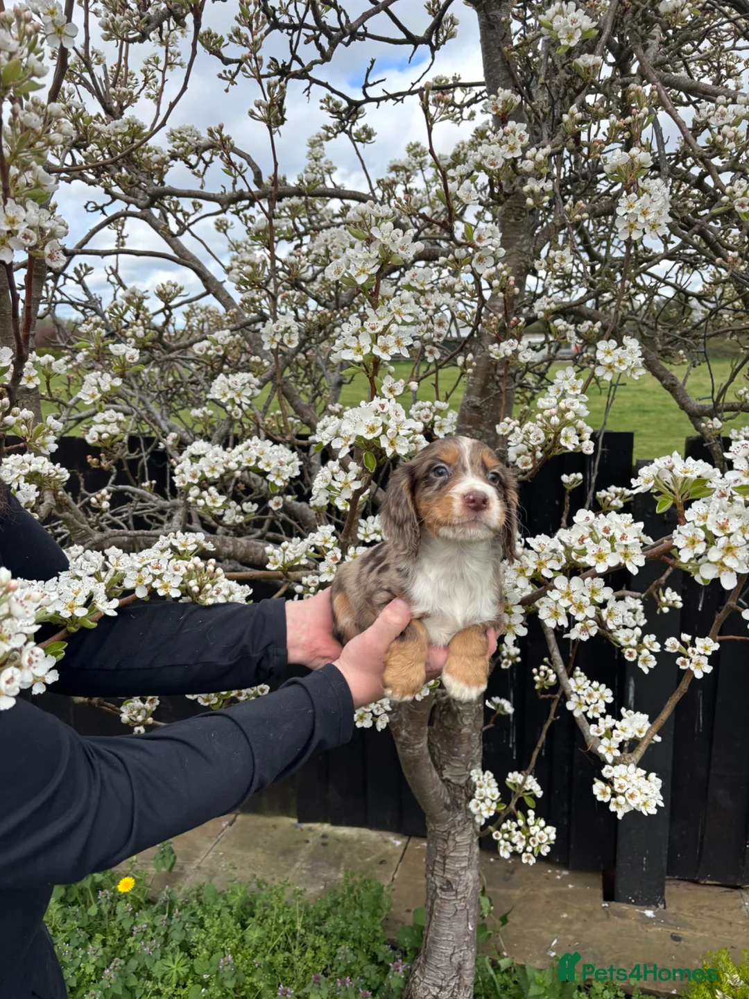 Cocker Spaniel dogs for sale: Beautiful cocker spaniel puppies for sale - Advert 7