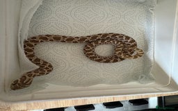 Snake reptiles for sale: 2025 hognose babies and adults  - Image 4