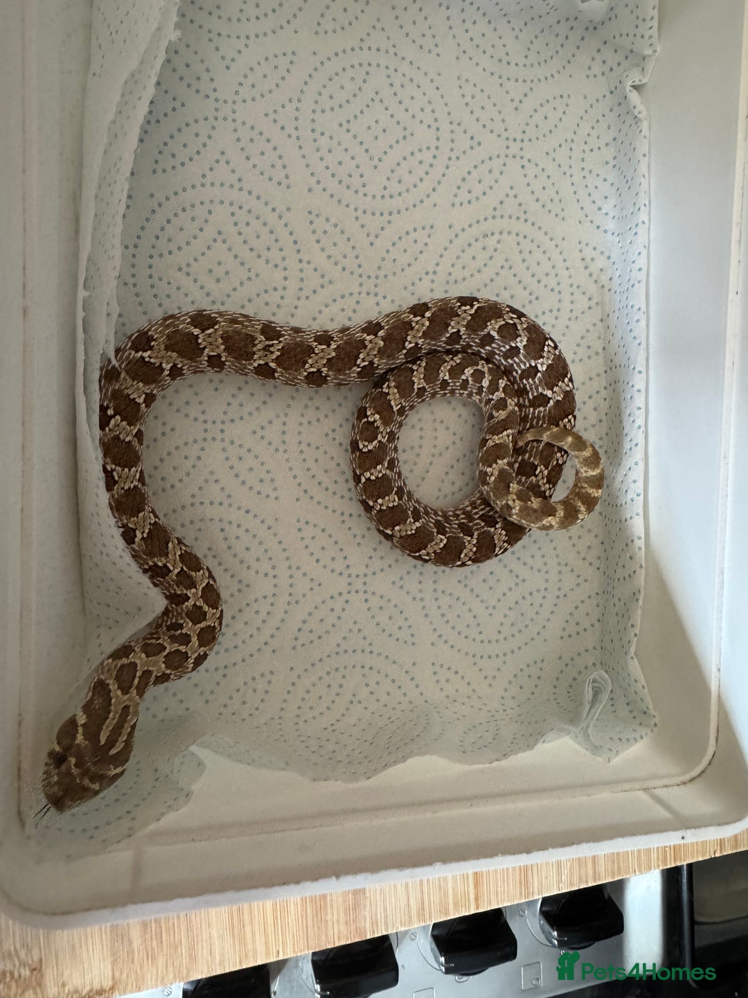 Snake reptiles for sale: 2025 hognose babies and adults  - Image 4