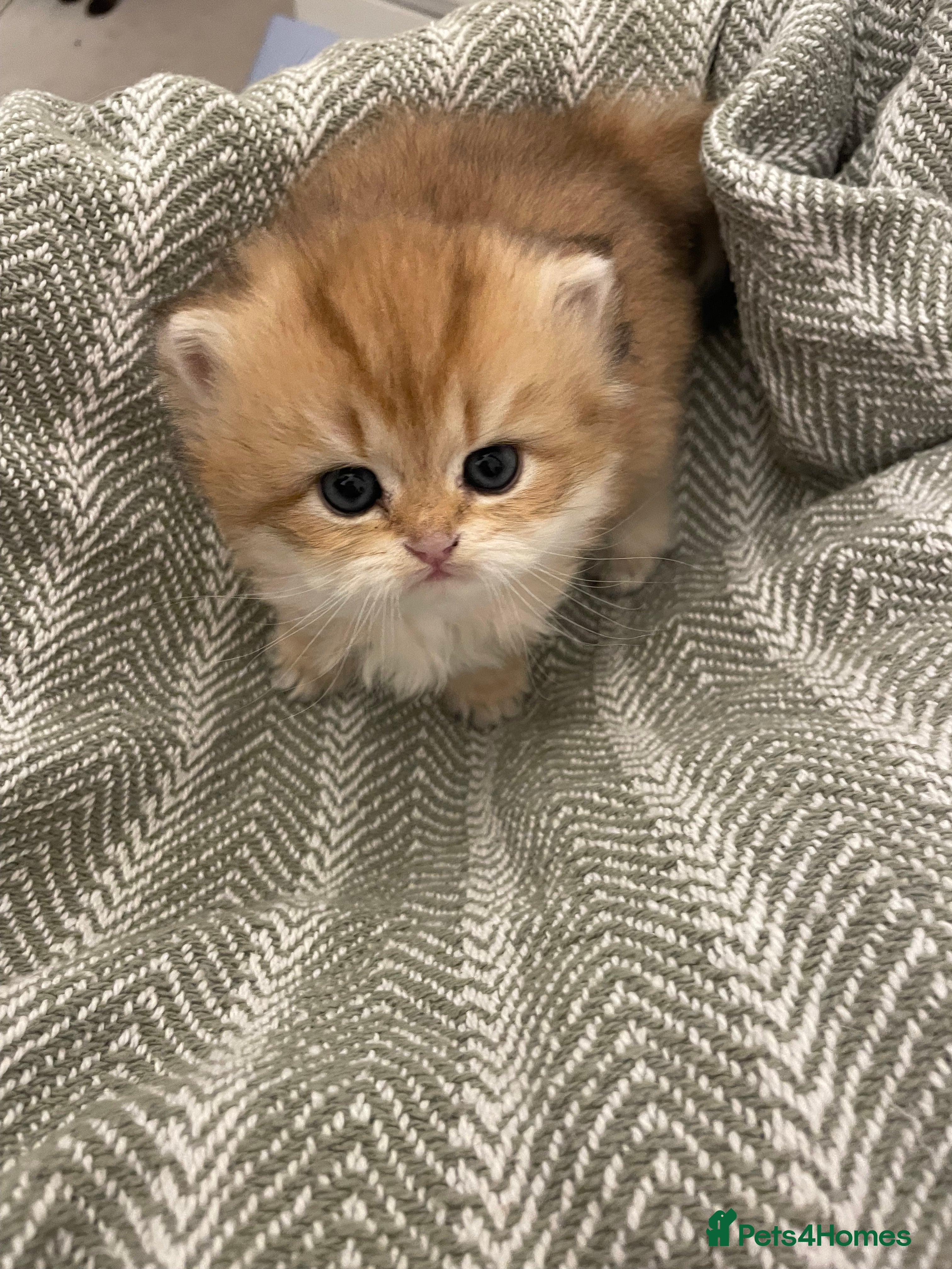 British Shorthair cats Beautiful BSH BLH NY12 kittens - Advert 2