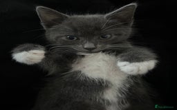 British Shorthair cats for sale: Female 9 week old kitten  - Image 2