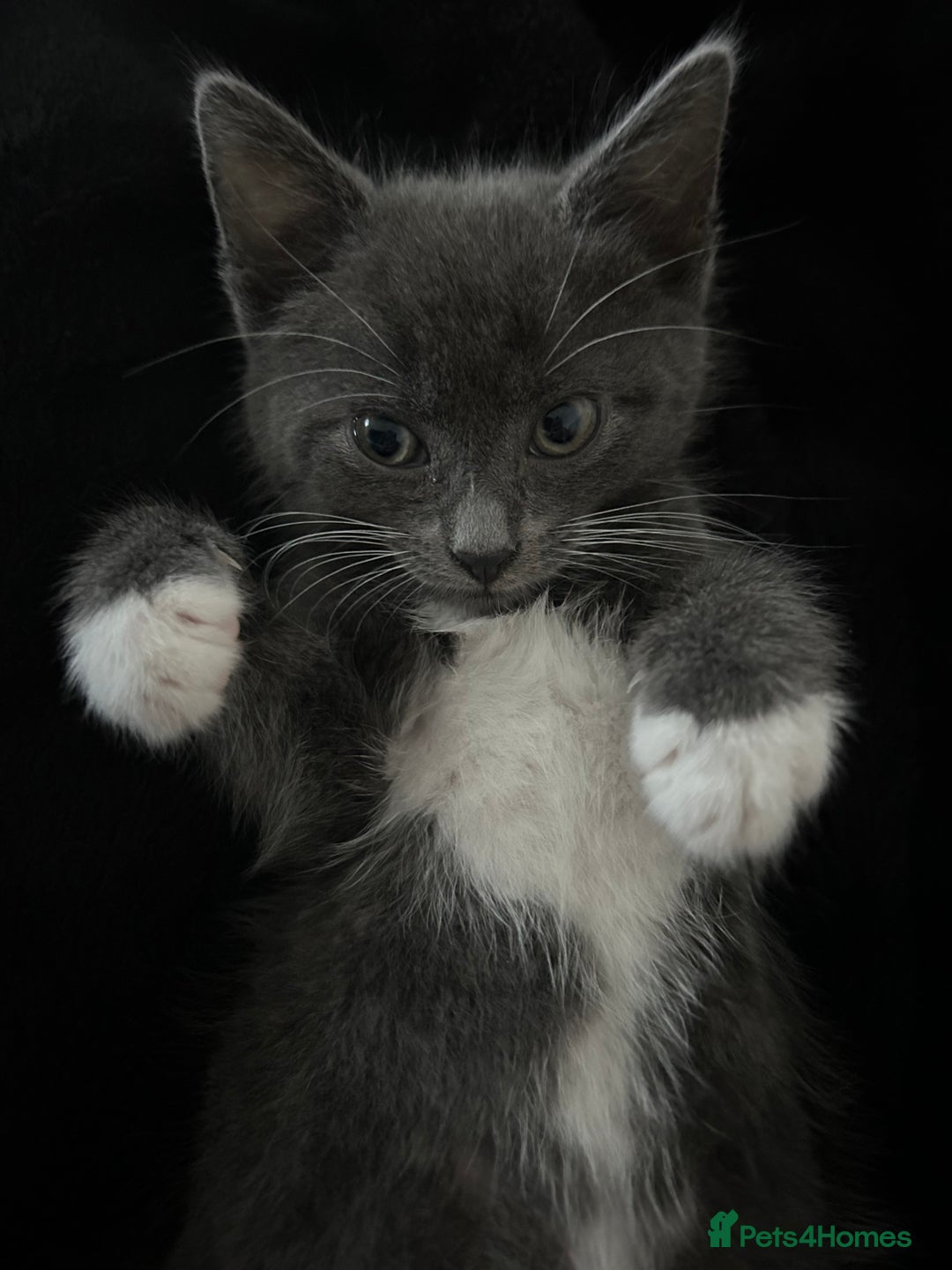 British Shorthair cats for sale: Female 9 week old kitten  - Image 2