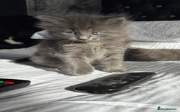 Ragdoll cats for sale: Gray fluffy kittens  - Image 5