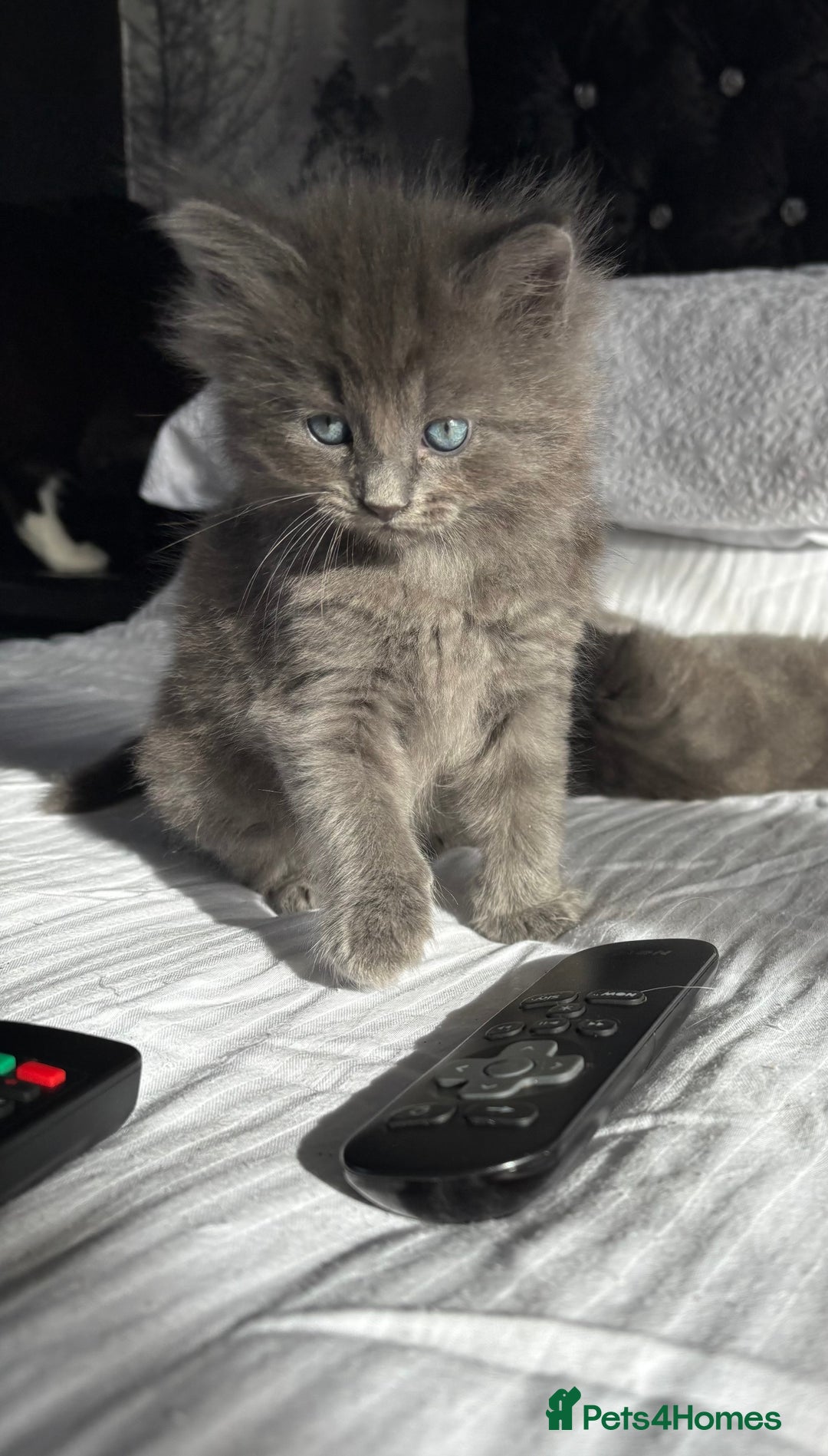 Ragdoll cats for sale: Gray fluffy kittens  - Image 5