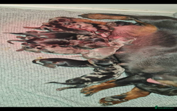 Dachshund dogs for sale: RAINBOW MINI DAXI PRA CLR KC REG - Image 7