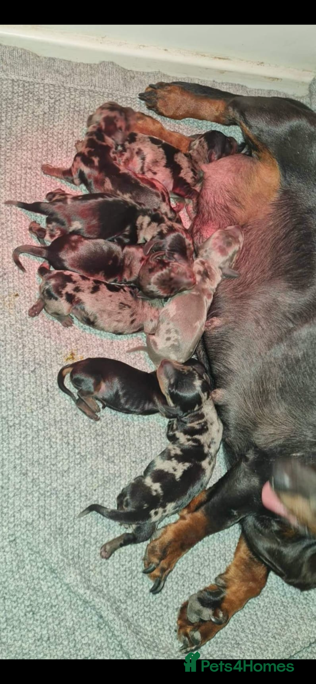Dachshund dogs for sale: RAINBOW MINI DAXI PRA CLR KC REG - Image 7