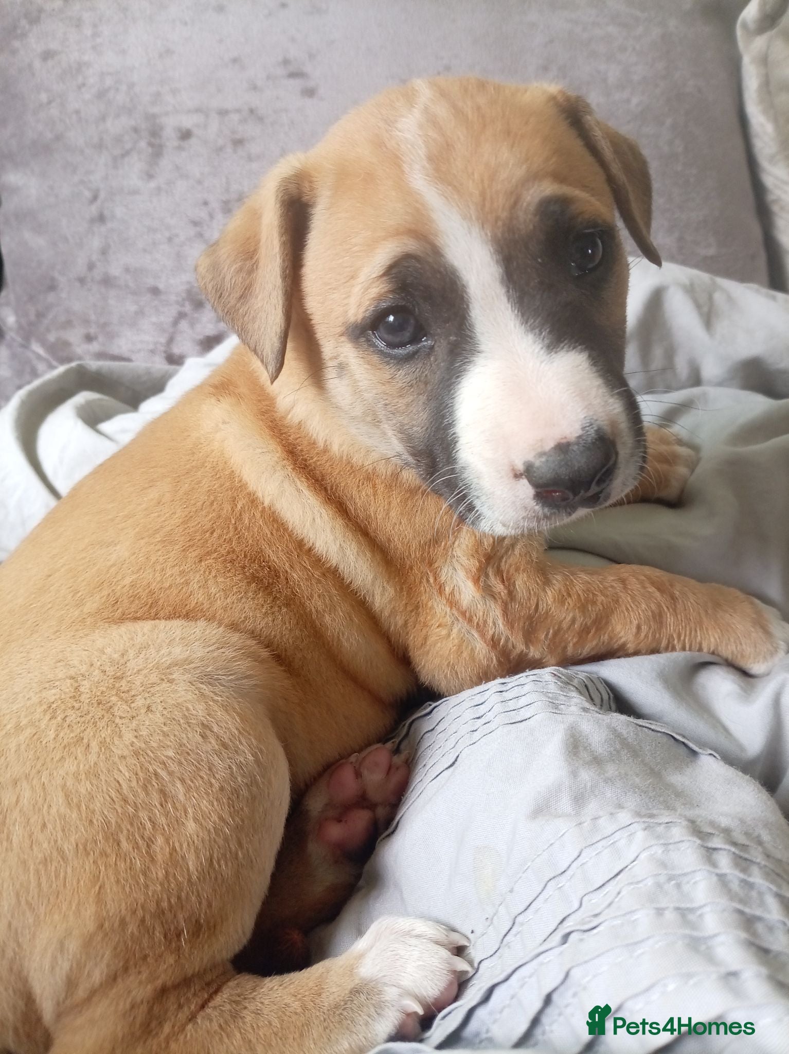 Mixed Breed dogs Lurcher bull puppies for sale - Advert 4