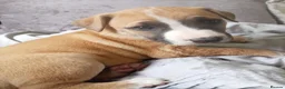 Mixed Breed dogs for sale: Lurcher bull puppies for sale - Advert 1