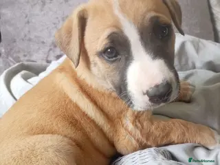 Mixed Breed dogs Lurcher bull puppies for sale - Advert 4