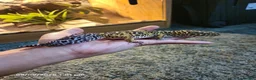 Gecko reptiles for sale: Leopard Geko & Enclosure  - Advert 1