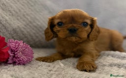 Cavalier King Charles Spaniel dogs for sale: KC REG, HEART, EYE AND DNA TESTED PARENTS - Image 24