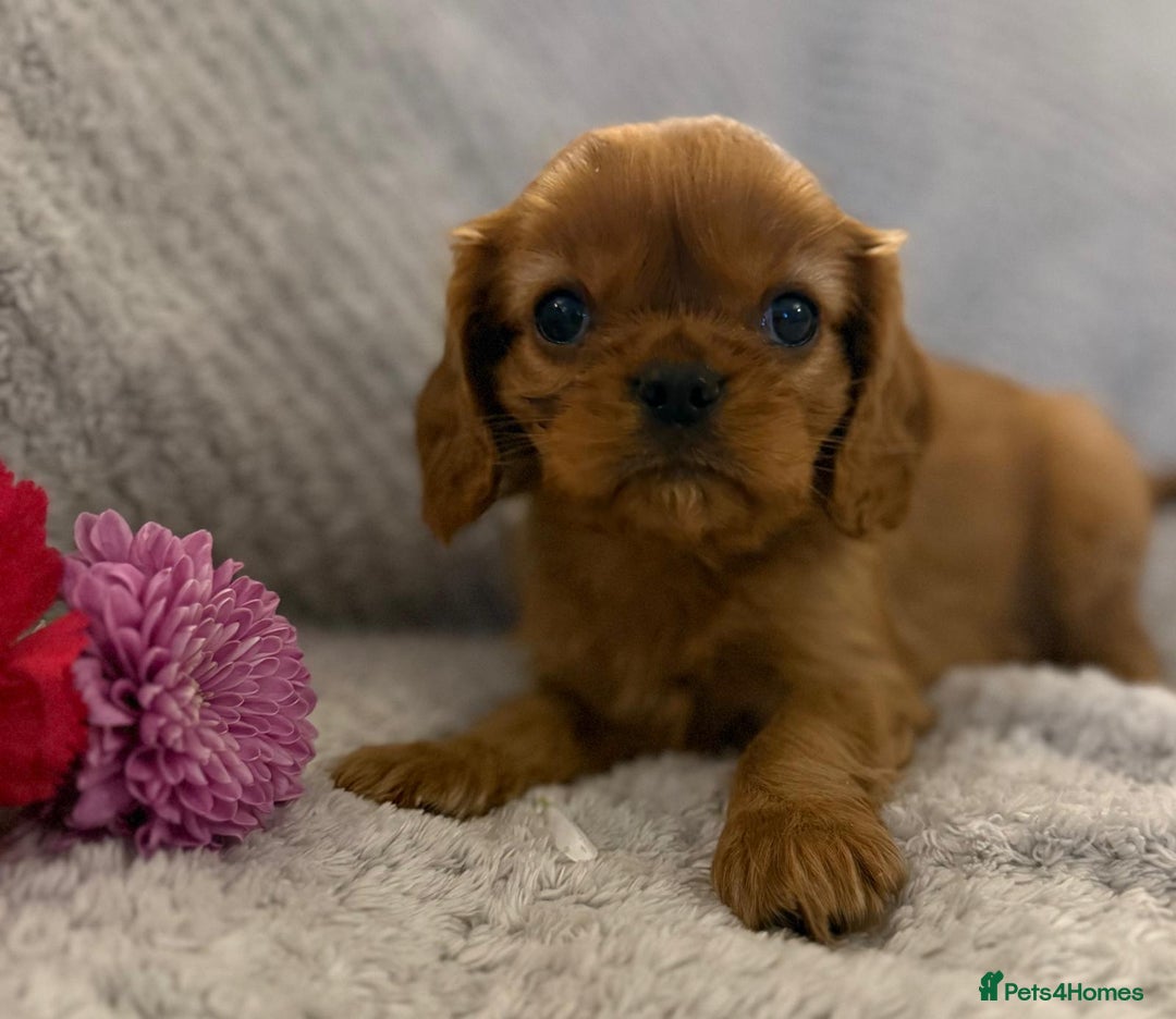 Cavalier King Charles Spaniel dogs for sale: KC REG, HEART, EYE AND DNA TESTED PARENTS - Image 24