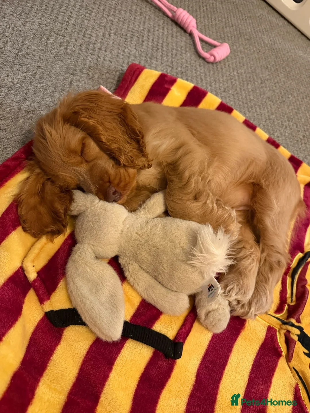 Cocker Spaniel dogs for sale: Show Cocker spaniel  in Solihull - Advert 2