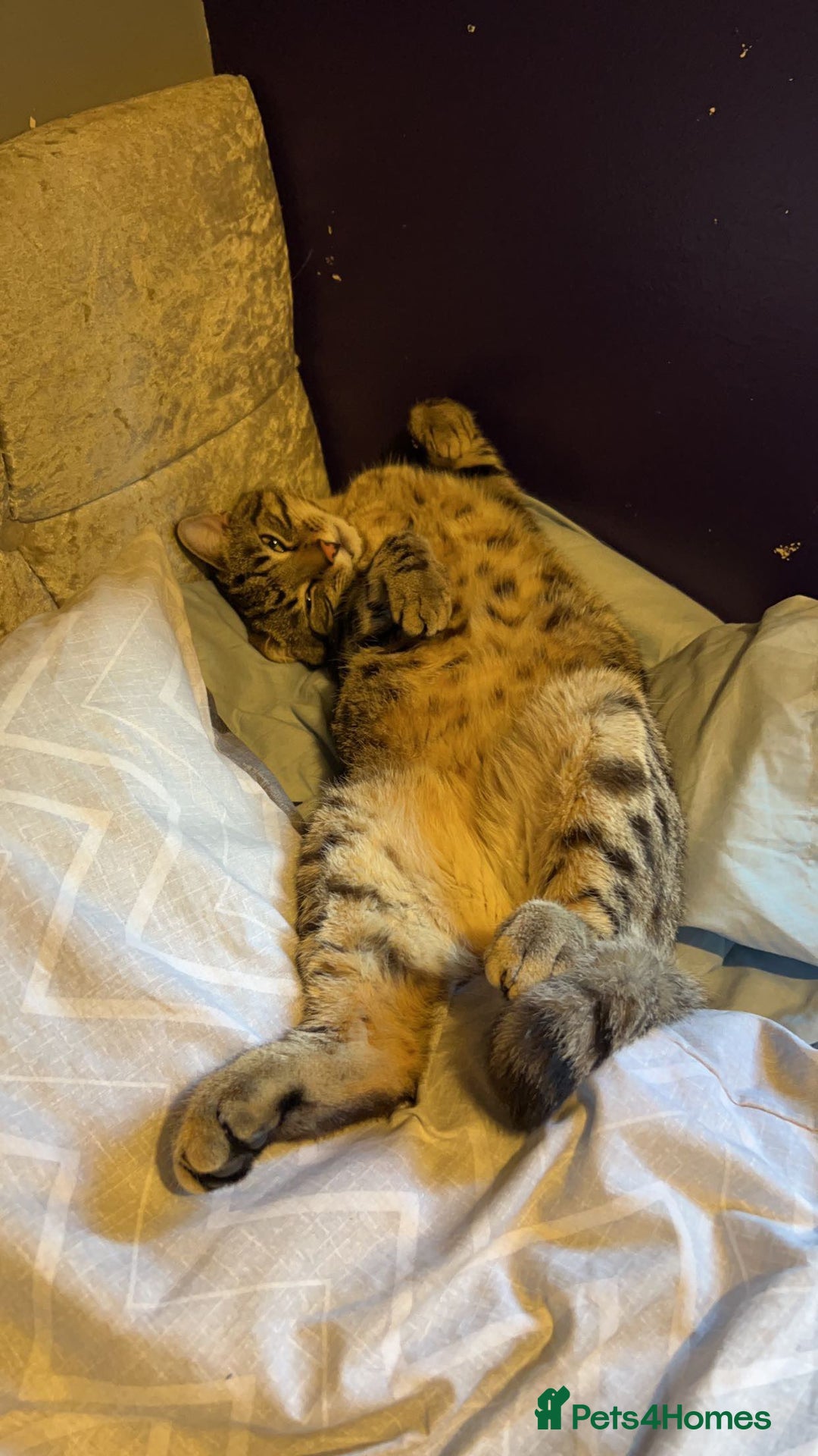 Bengal cats for sale: Cat looking for home  - Image 2