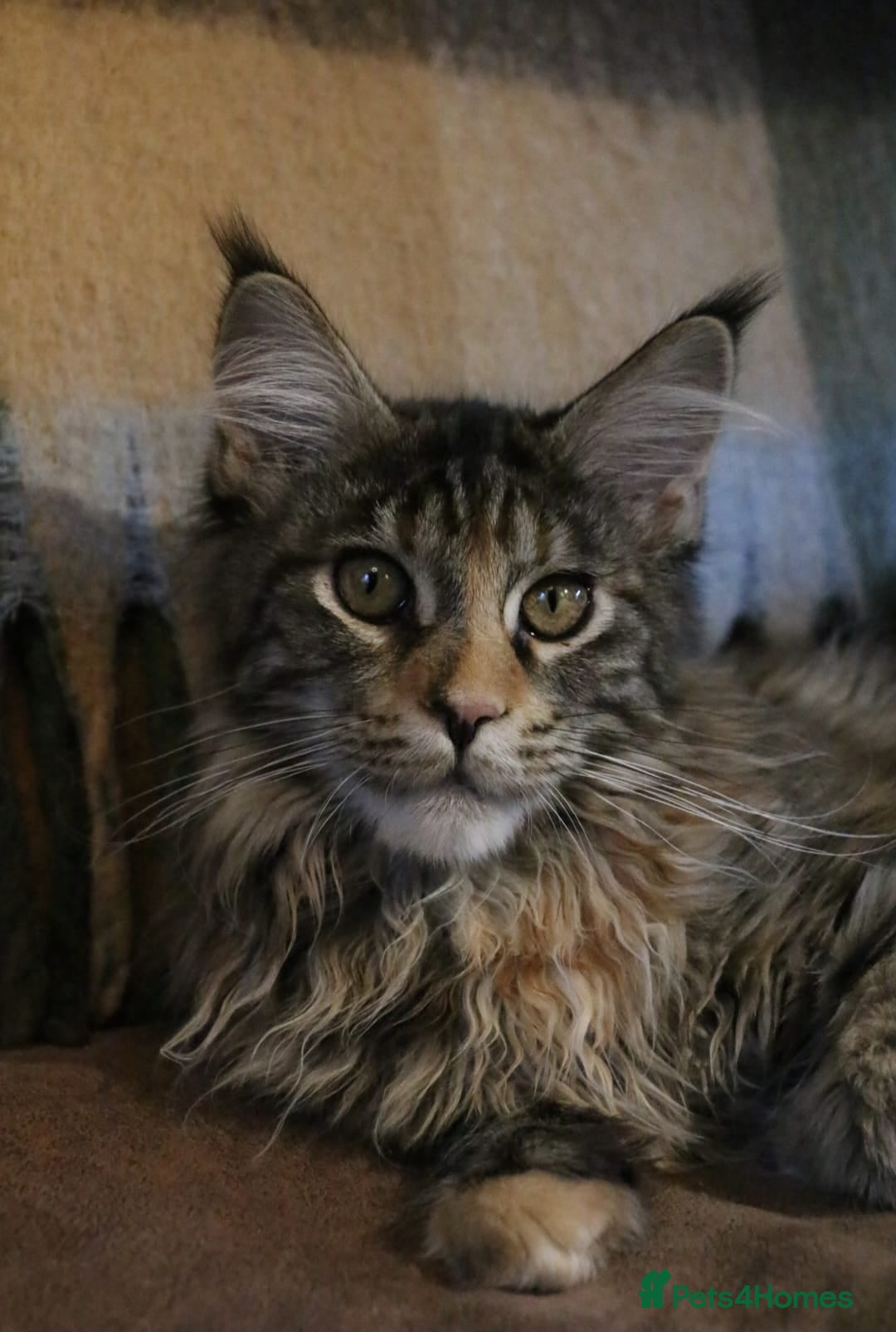 Maine Coon cats TICA Registered Maine Coon Kittens  - Advert 5