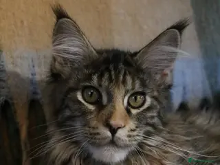 Maine Coon cats TICA Registered Maine Coon Kittens - Advert 2