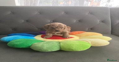 Maltipoo dogs - Advert 1