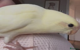 Parakeets birds for sale: Kakariki Last baby still hand feeding  - Image 4