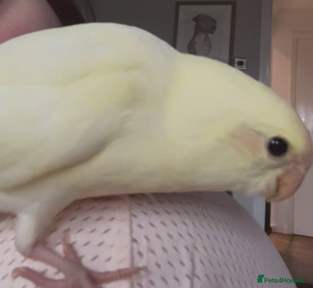 Parakeets birds for sale: Kakariki Last baby still hand feeding  - Image 4