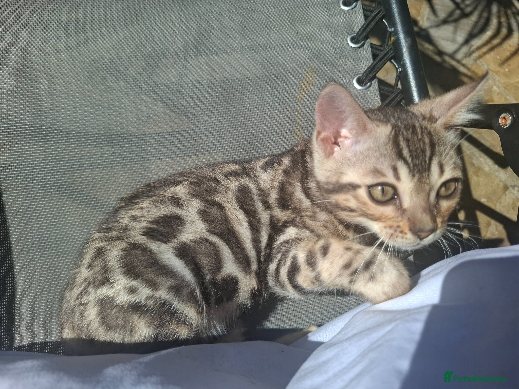 Bengal cats Outstanding Bengal Kittens – 5★ Licensed Cattery - Advert 2