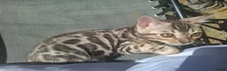 Bengal cats for sale: Show Quality Bengal Kittens – 5★ Licensed Cattery - Advert 29