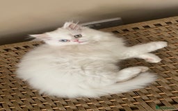 Persian cats for sale: 2 gorgeous Persian kits - Image 1