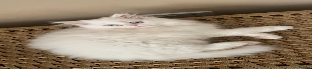 Persian Kitten 1
