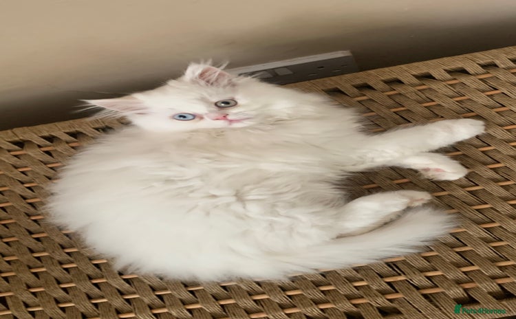 Persian cats - Advert 7
