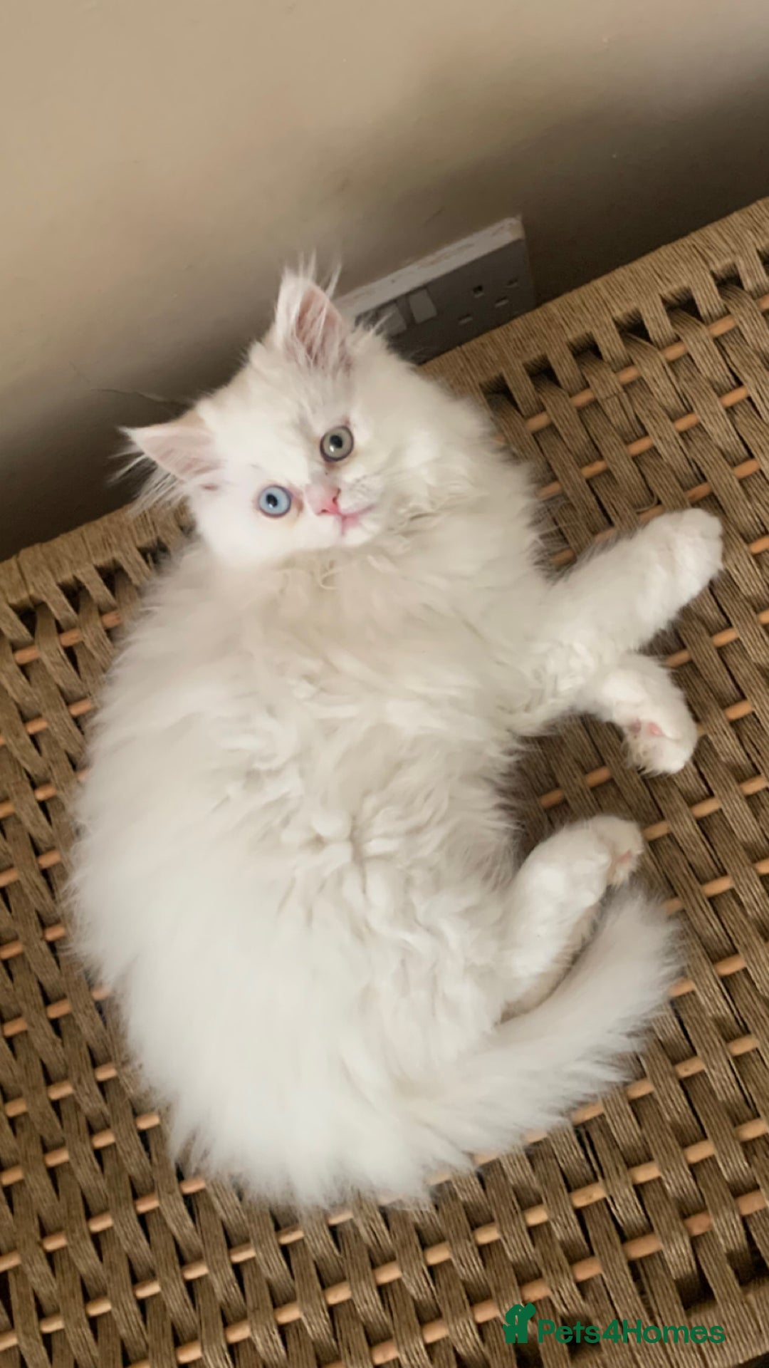 Persian cats for sale: 2 gorgeous Persian kits - Image 1