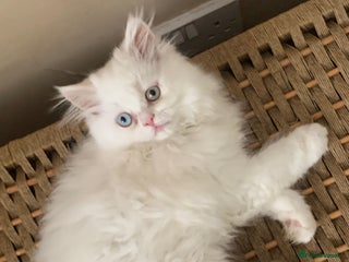 Persian cats - Advert 5