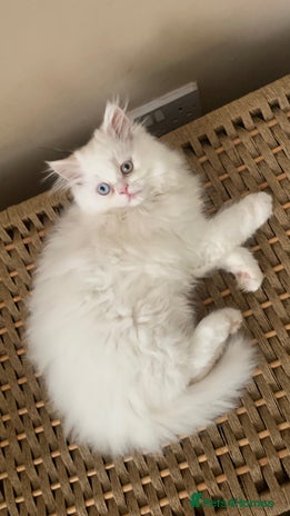 Persian cats - Advert 7