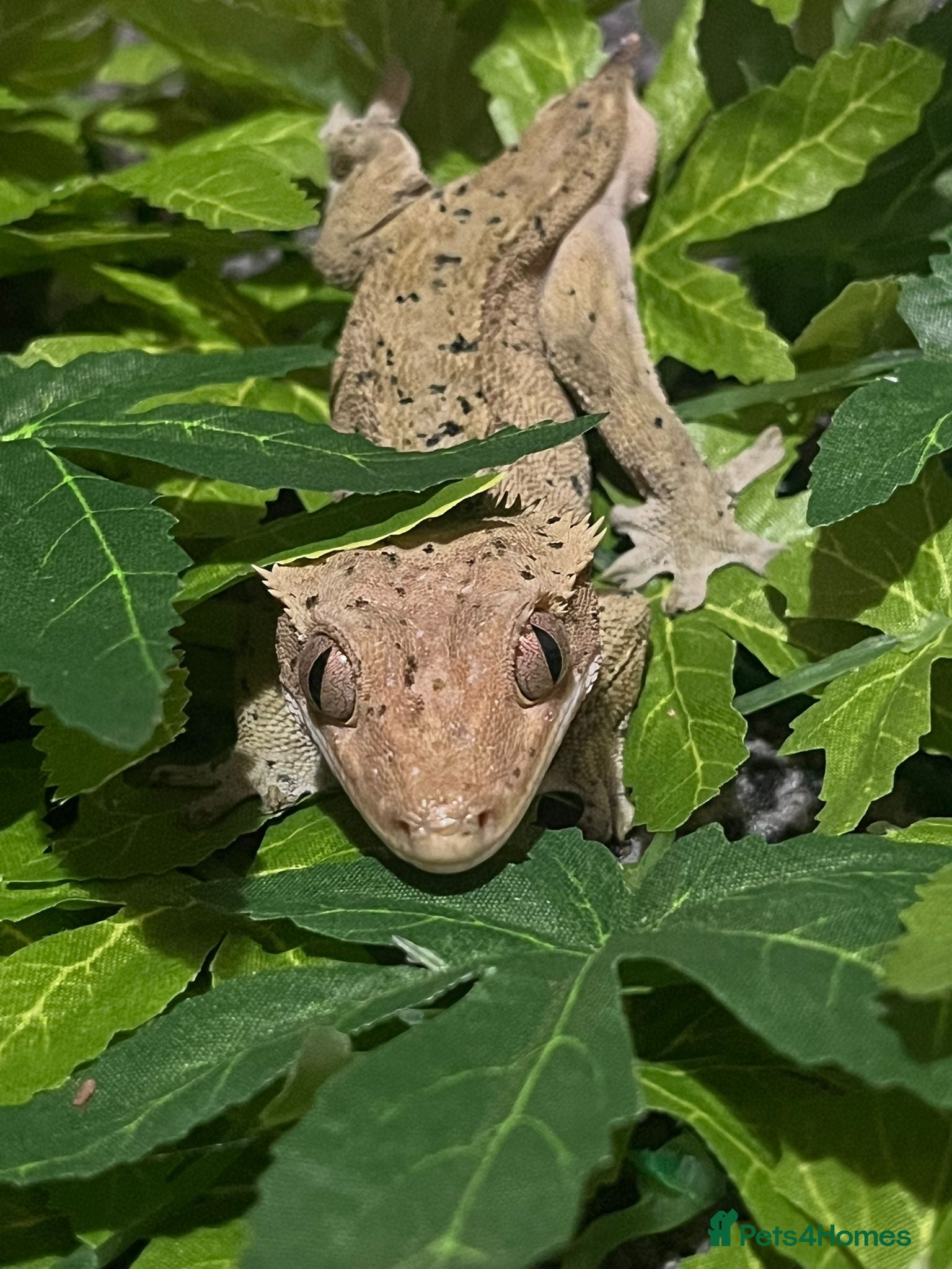 Gecko reptiles crested geckos please read the description  - Advert 4