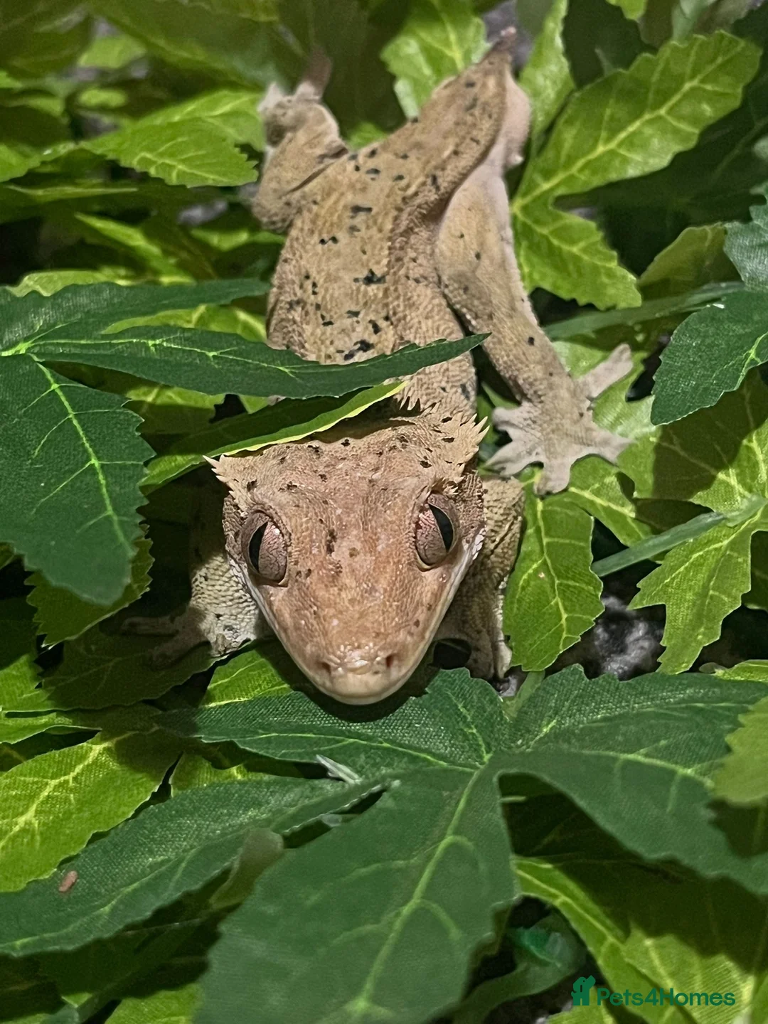 Gecko reptiles for sale: crested geckos please read the description  - Advert 1