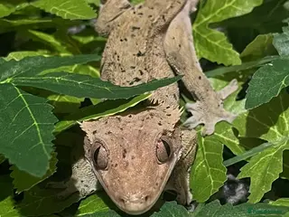 Gecko reptiles crested geckos please read the description - Advert 4