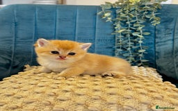 British Shorthair cats for sale: 🐾✨ Golden & Silver British Shorthair Kittens ✨🐾 - Image 11