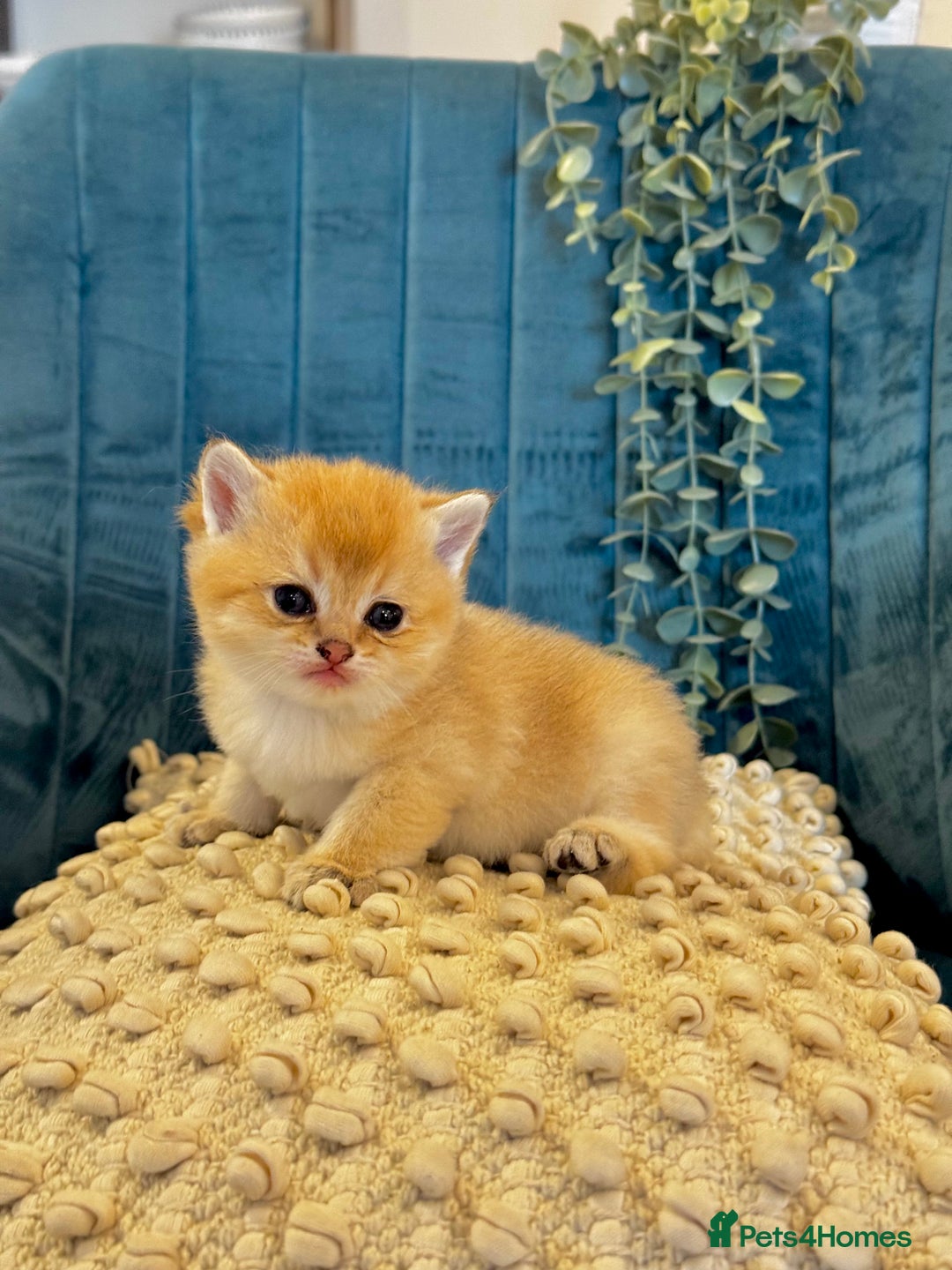 British Shorthair cats for sale: 🐾✨ Golden & Silver British Shorthair Kittens ✨🐾 - Image 11