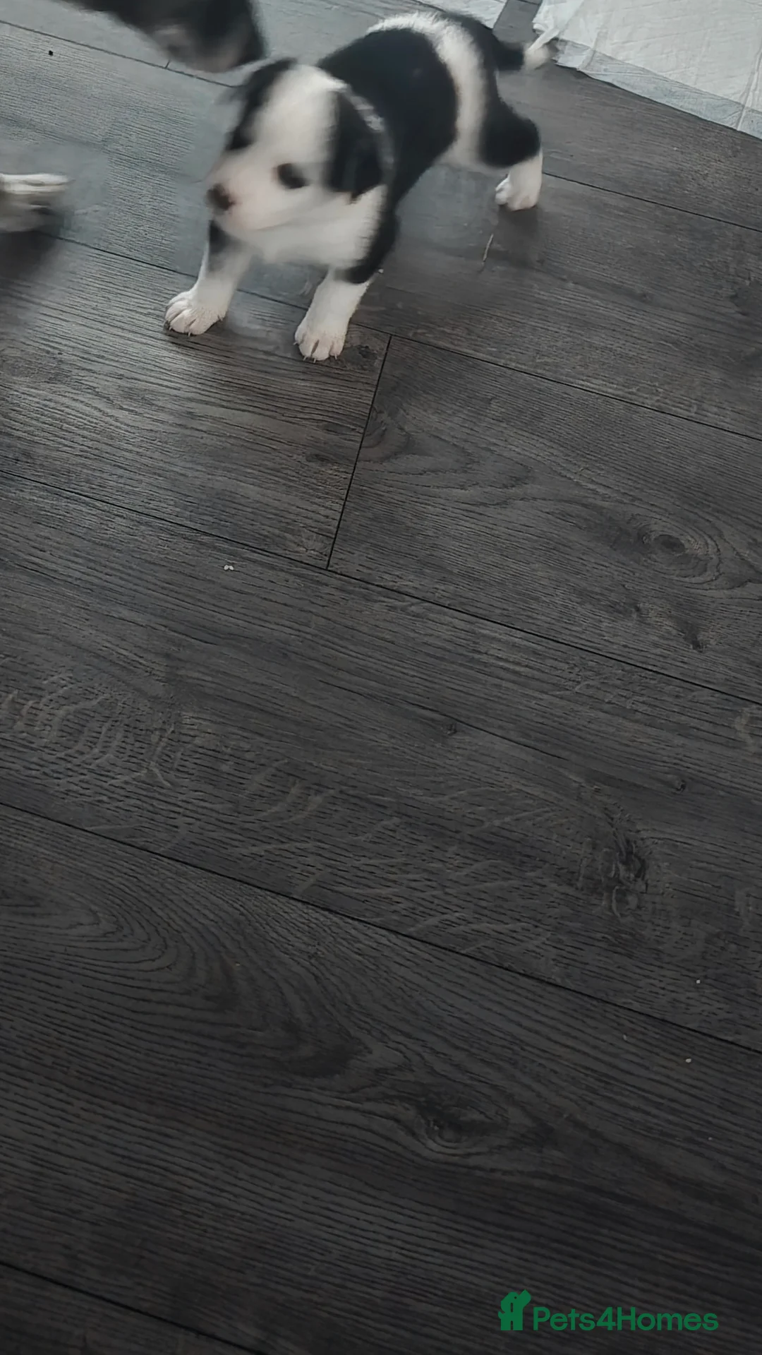 Mixed Breed dogs for sale:  Last puppy looking for his forever home ;)   - Advert 18