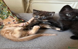 Domestic Shorthair cats for sale: Shorthair Kittens - Image 7
