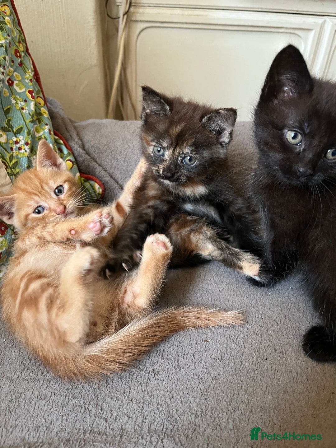 Domestic Shorthair cats for sale: Shorthair Kittens - Image 7