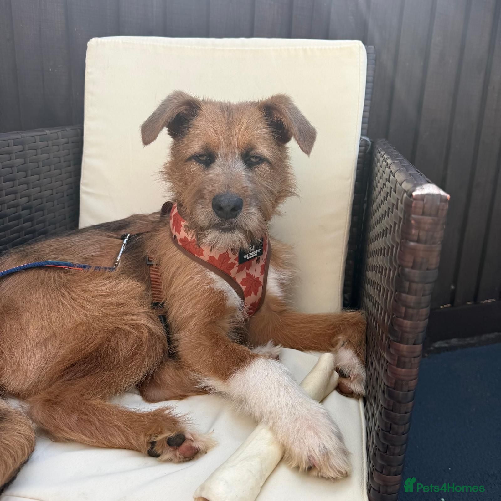 Mixed Breed dogs for adoption: Roger  in Milton Keynes - Advert 5